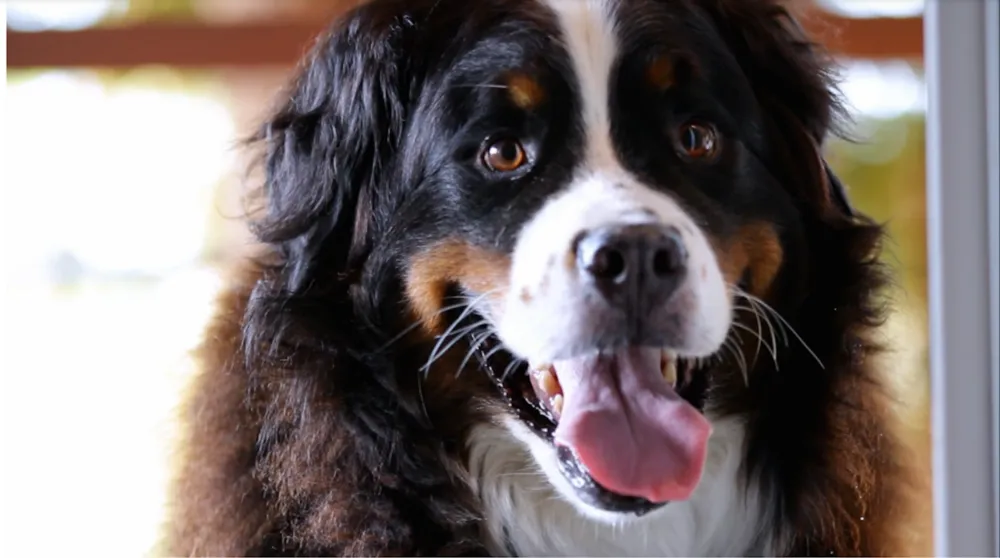 How Properly Saved a Superhost from a Stinky Dog Dilemma